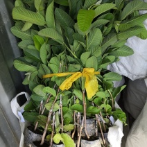 原产地直销珍珠芭乐番石榴苗，厂家自己培育，价格优惠
