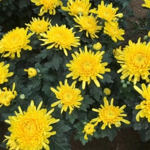 优质大菊花