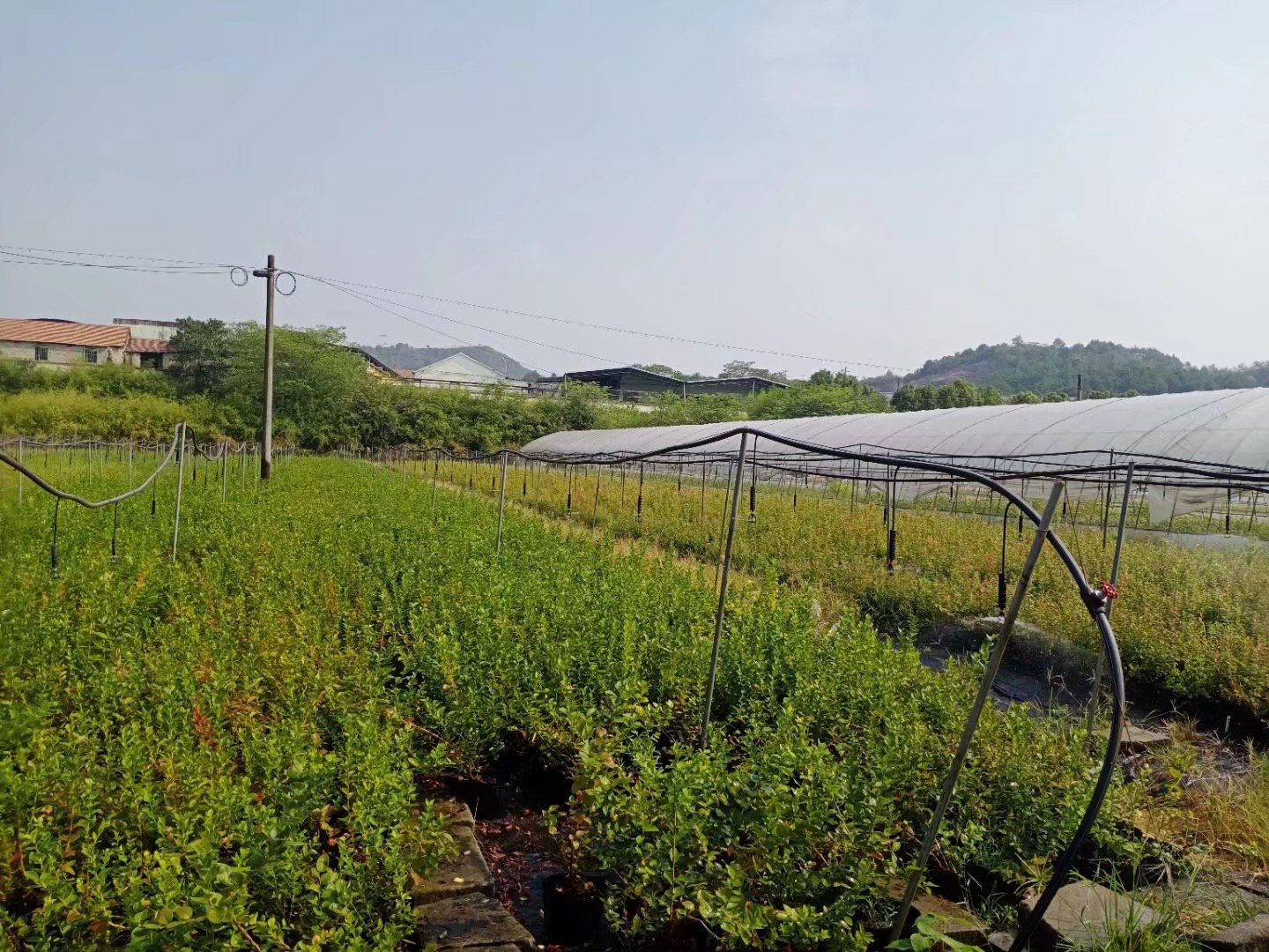 蓝莓植株在阳光下的生长状态 蓝莓植株在阳光下的生长状态