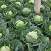 甘蓝包菜，质量好，价格优惠，无虫眼，大量现货