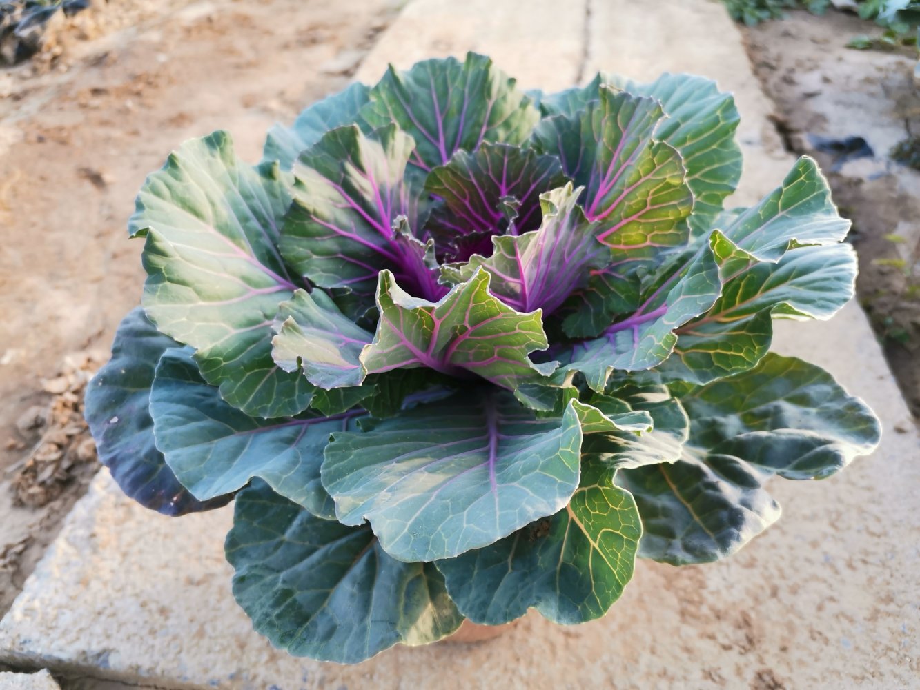 红色羽衣甘蓝特写图