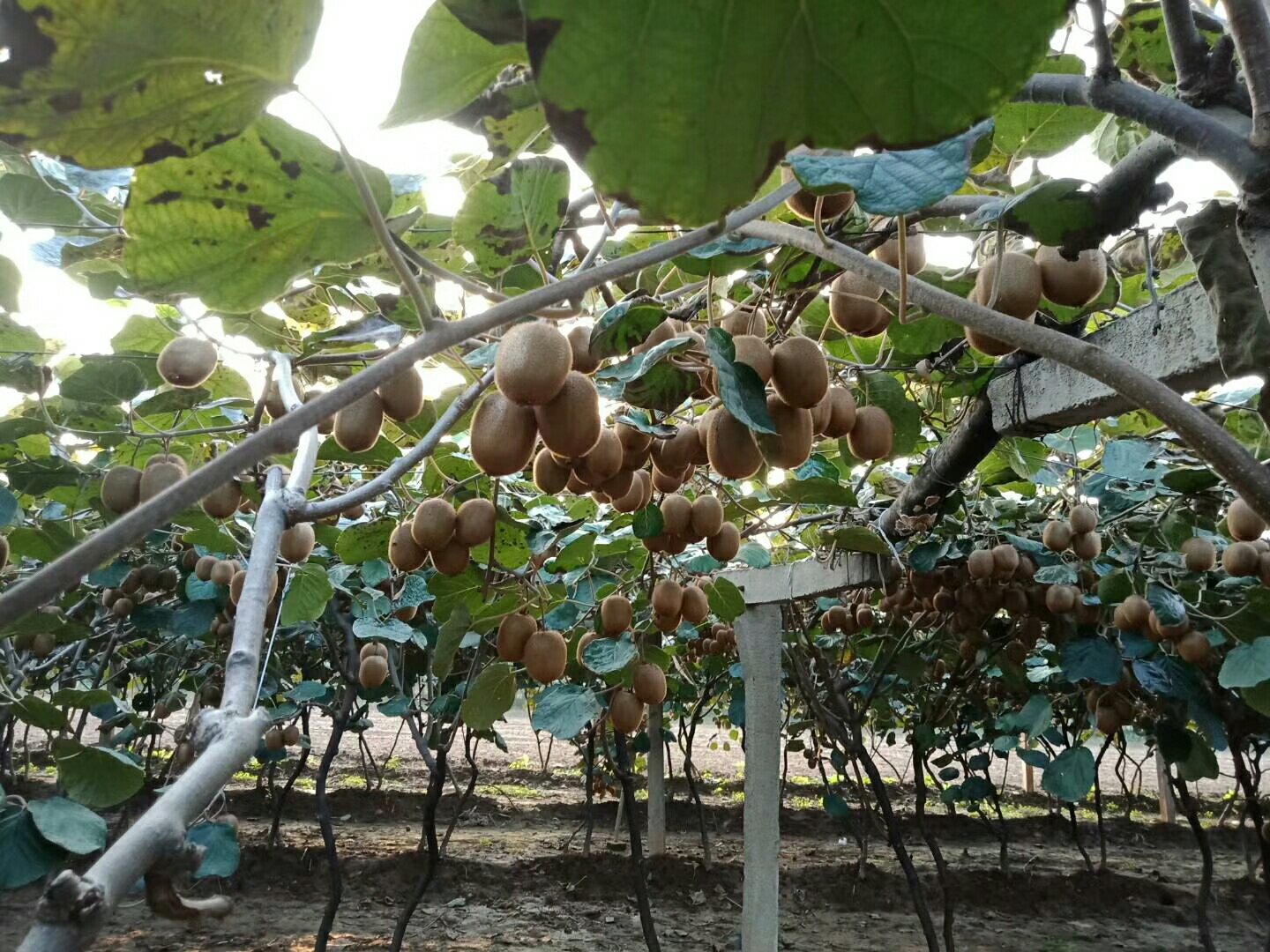 一片整齐规划的猕猴桃种植园,架设着整齐的支撑网架,藤蔓缠绕其上,挂满成熟的海沃德猕猴桃,阳光透过叶片洒在果实上,呈现出清晨露水未干的清新景象,远处有果农正在检查果实成熟度 海沃德猕猴桃果园实景