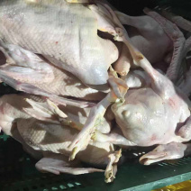大量新鲜白条鸭批发零售