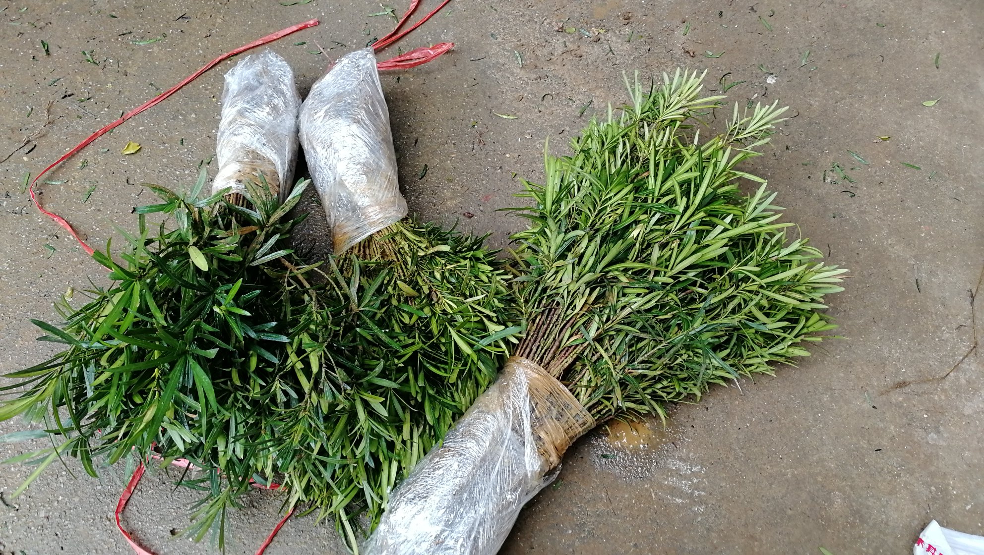 华南地区地栽罗汉松雨季排水沟设置示意图