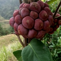 贵州高原红黑老虎大量出售