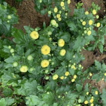 金丝皇菊