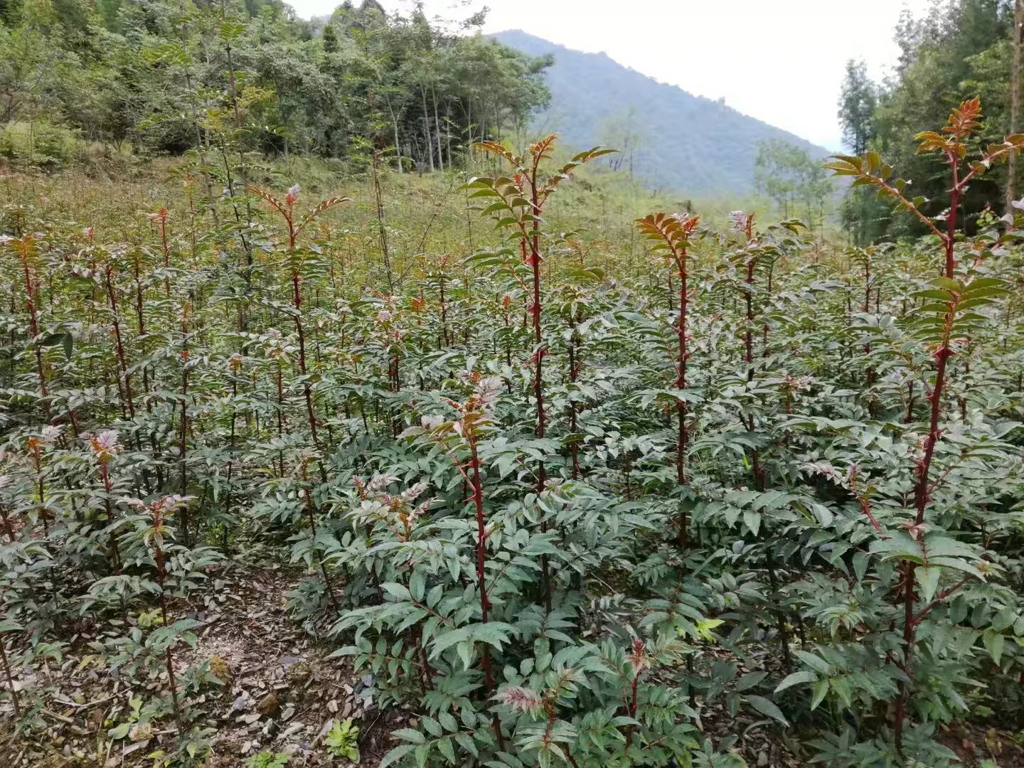 花椒树春季定植现场图