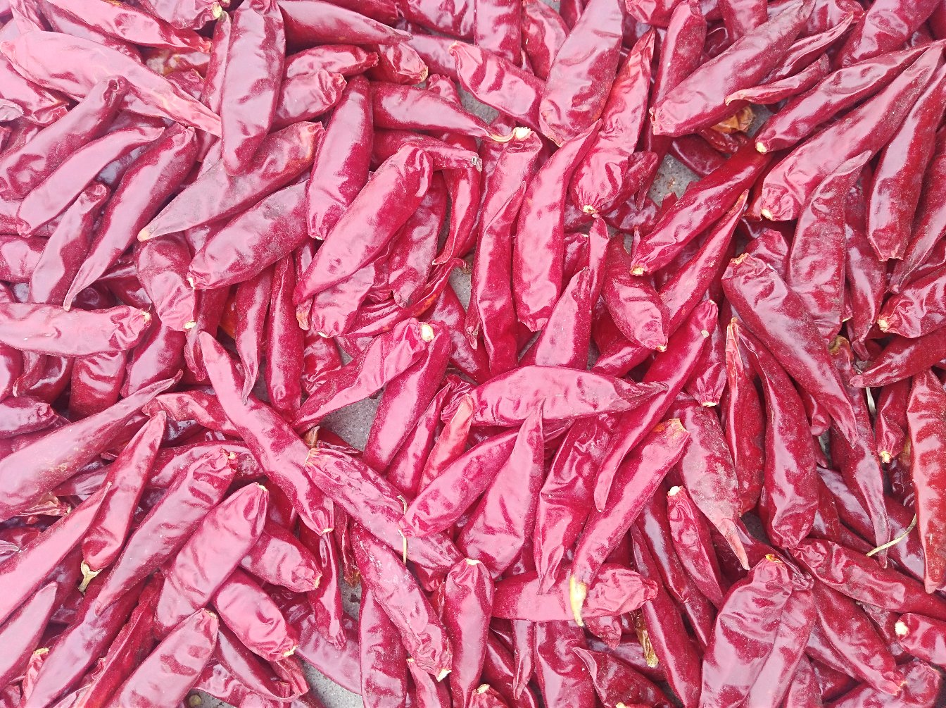 农户在阳光充足的场院中将采摘后的无锡三樱椒均匀摊开晾晒,红艳的辣椒成堆摆放,形成视觉冲击力强的‘红色海洋’;部分辣椒已串成辫状悬挂于竹竿上,体现传统与现代结合的加工方式 无锡三樱椒晾晒场景