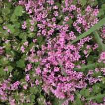 红花草红花醡浆草红花草苗草地栽春季开花红