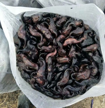 脱皮菱角 大别山区 牛角菱 青菱角 牛角 弯菱角