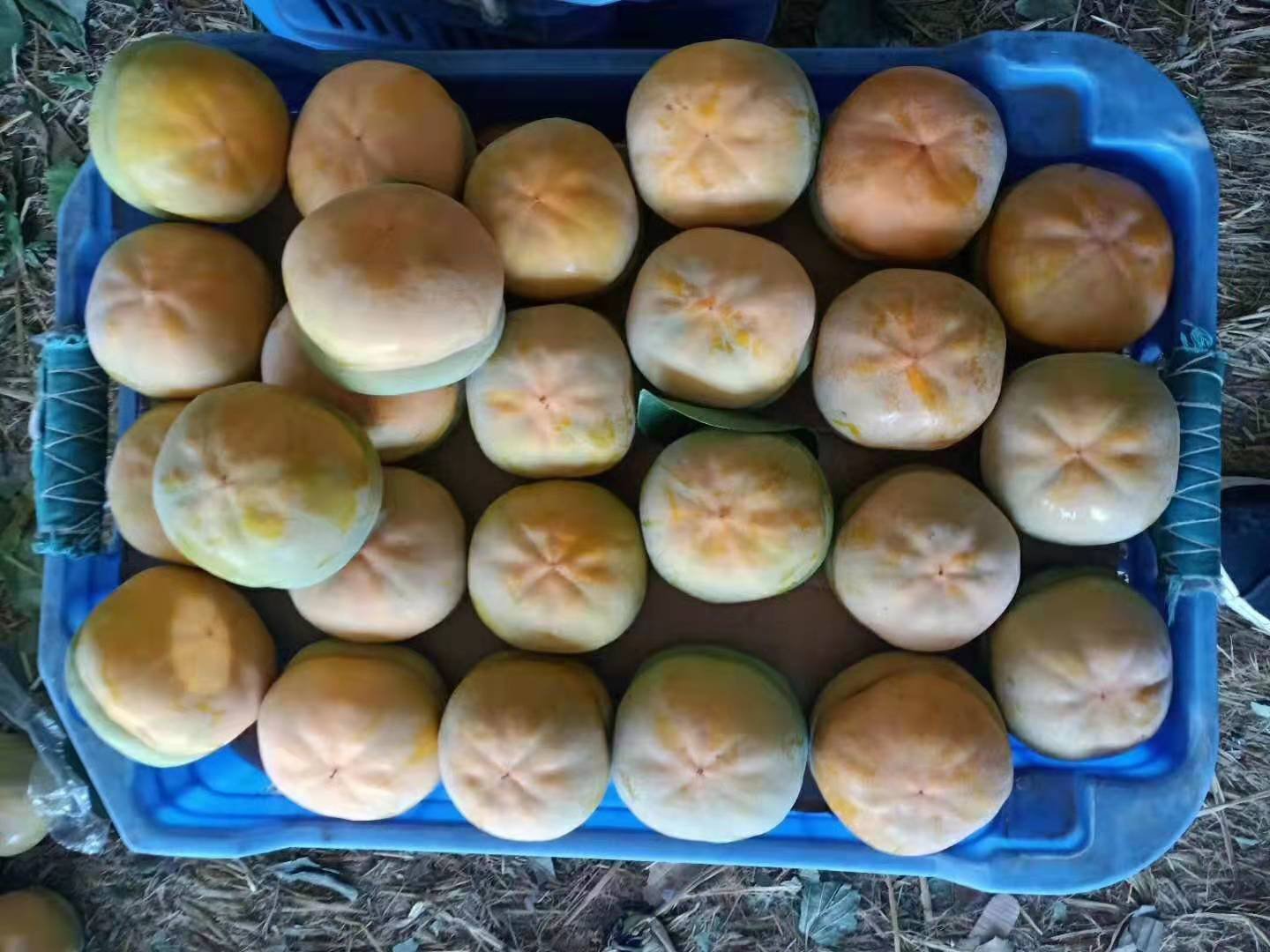 河北磨盘柿采摘与分拣包装现场场景图