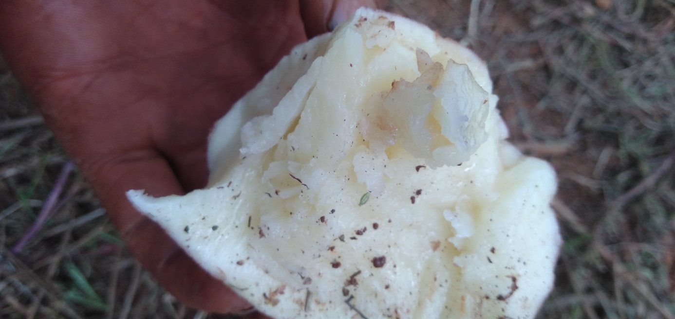 展示鸡蛋干切片后的质地与颜色 鸡蛋干切片展示