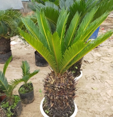 铁树苗盆栽地栽南北适种耐寒耐旱 带土发货 批发量大从优