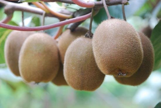 成熟海沃德猕猴桃的特写镜头,展示其棕褐色果皮与翠绿果肉 海沃德猕猴桃特写