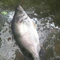 溪流鳜鱼