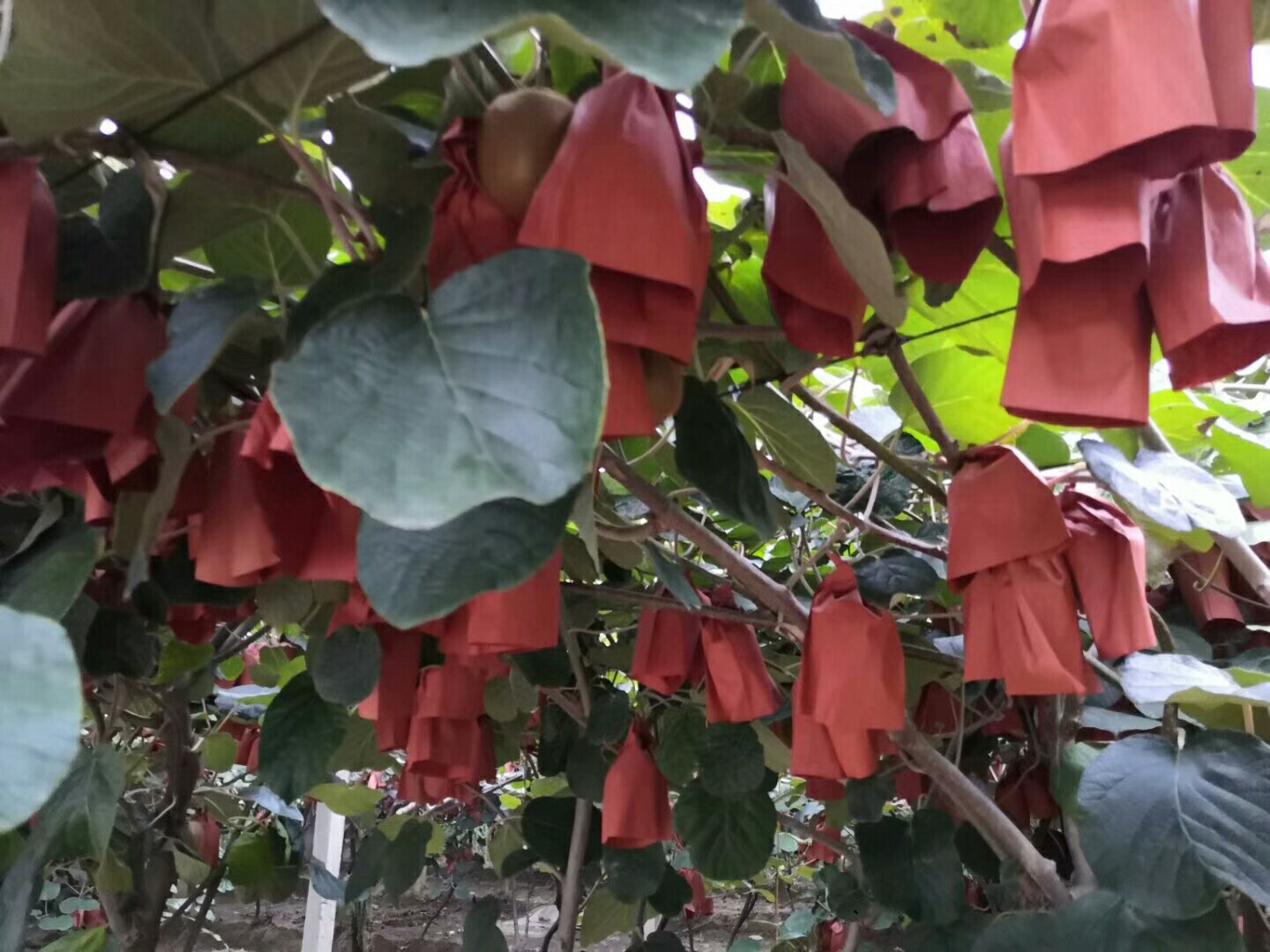 海沃德猕猴桃夏季果实套袋试验田