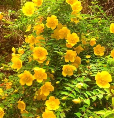 金丝梅盆景 现挖现发 包邮