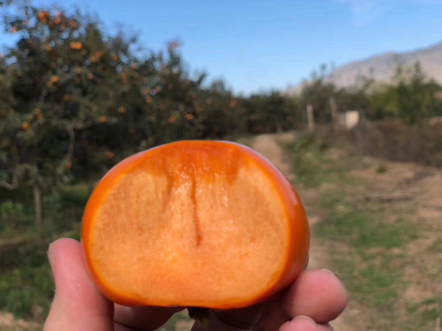 展示巧克力甜脆柿的果实外观,橙红色果皮与巧克力色果肉,切开状态,背景为自然果园环境 巧克力甜脆柿果实特写