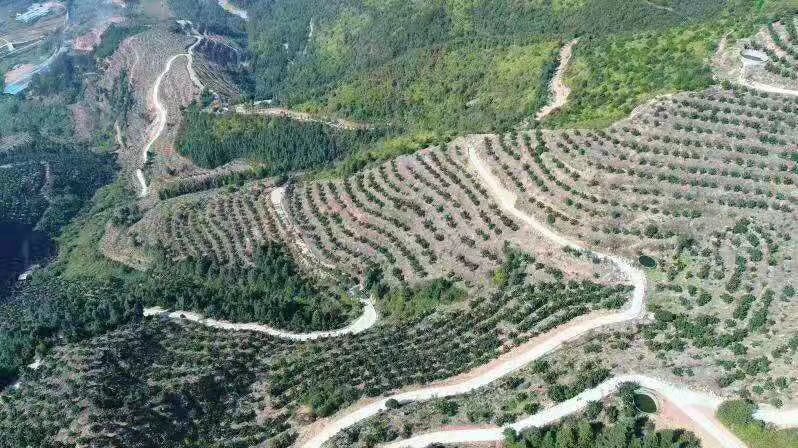 无人机航拍视角下的大型柚子种植园,成片的柚子树整齐排列,树上挂满金黄色的柚子,部分果实已套袋保护。远处有农民正在采摘,阳光洒在果园上,呈现出丰收的喜悦氛围。地面覆盖着落叶和杂草,体现生态种植环境 丰收季节的柚子果园航拍图