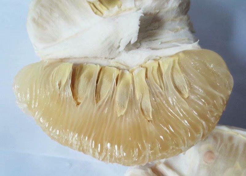 成熟沙田柚切面特写,展示其洁白或淡粉的果肉、清晰果络和丰富汁液,体现新鲜品质 沙田柚切开后露出晶莹饱满的果肉,果粒分明,汁水充盈,背景为浅色木质餐桌,旁边摆放一小碟剥好的果瓣