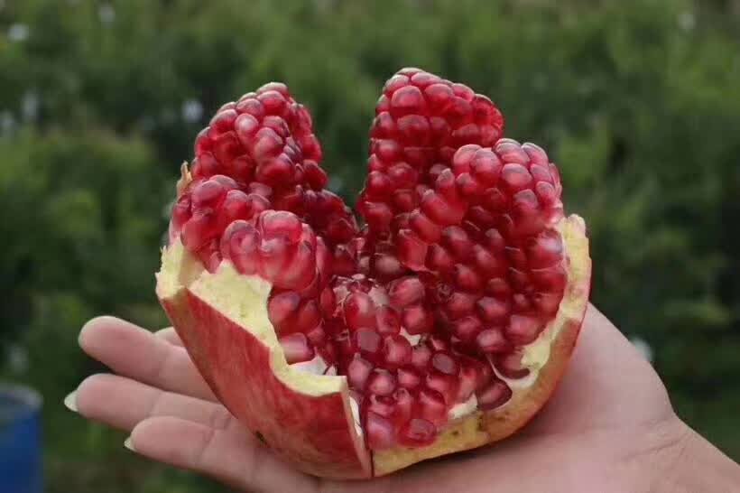 安徽怀远白花石榴果园