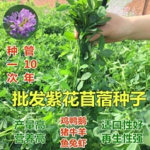 紫云英种子红花草种子养蜂蜜源高产绿肥牧草种子食用野菜种籽