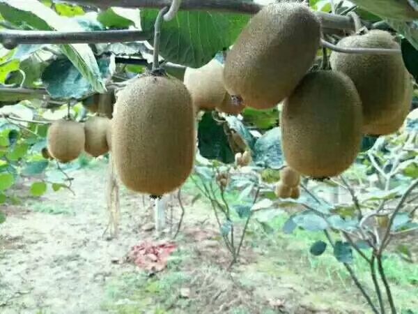 海沃德猕猴桃果园