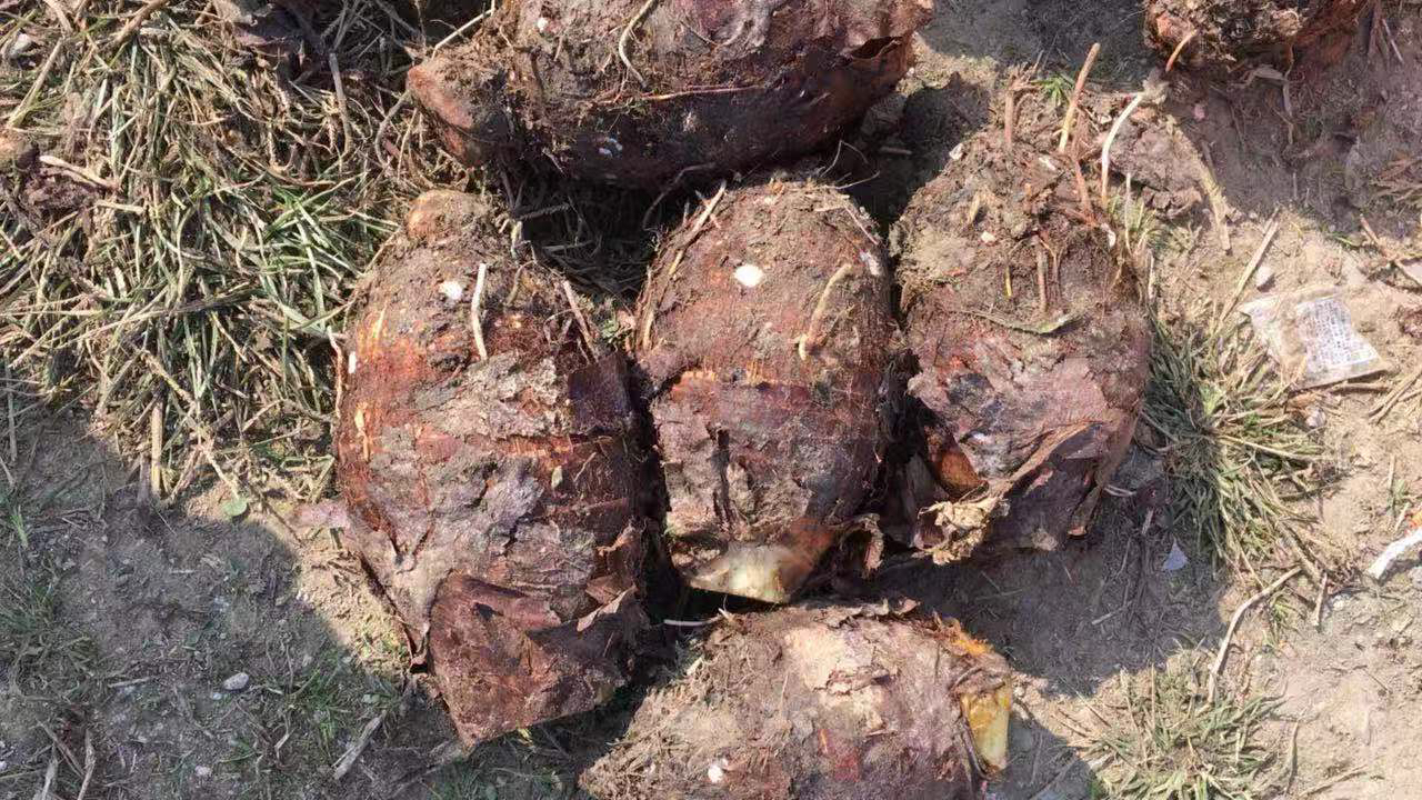 荔浦芋头在市场销售