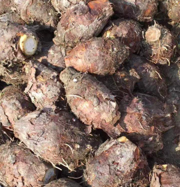 荔浦芋头批发代理,一件代发