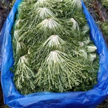 精品菊花苦菊