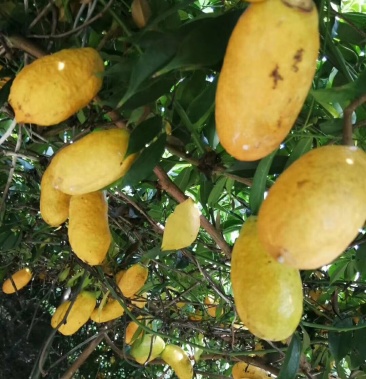 湖南绿生园黄金蕉 九月瓜 九月黄苗高品种供应