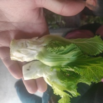 儿菜