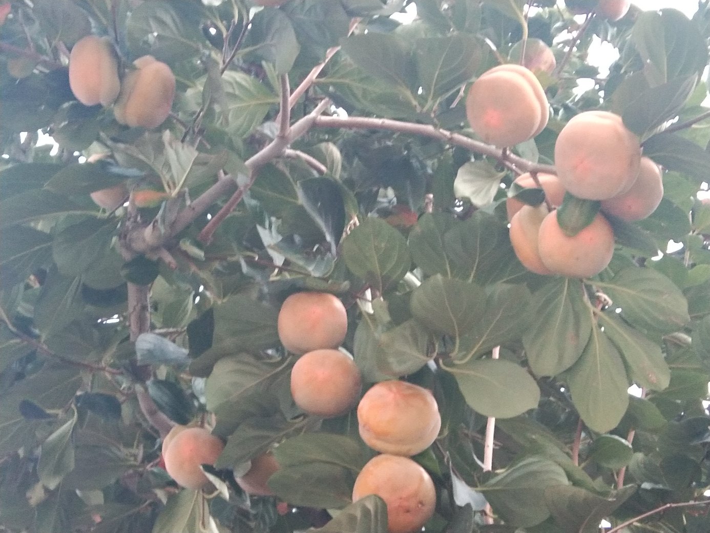 画面展示一棵挂满橙红色磨盘柿的果树,果实饱满,阳光透过树叶洒在果面上,呈现出丰收的景象。 成熟的磨盘柿挂满枝头