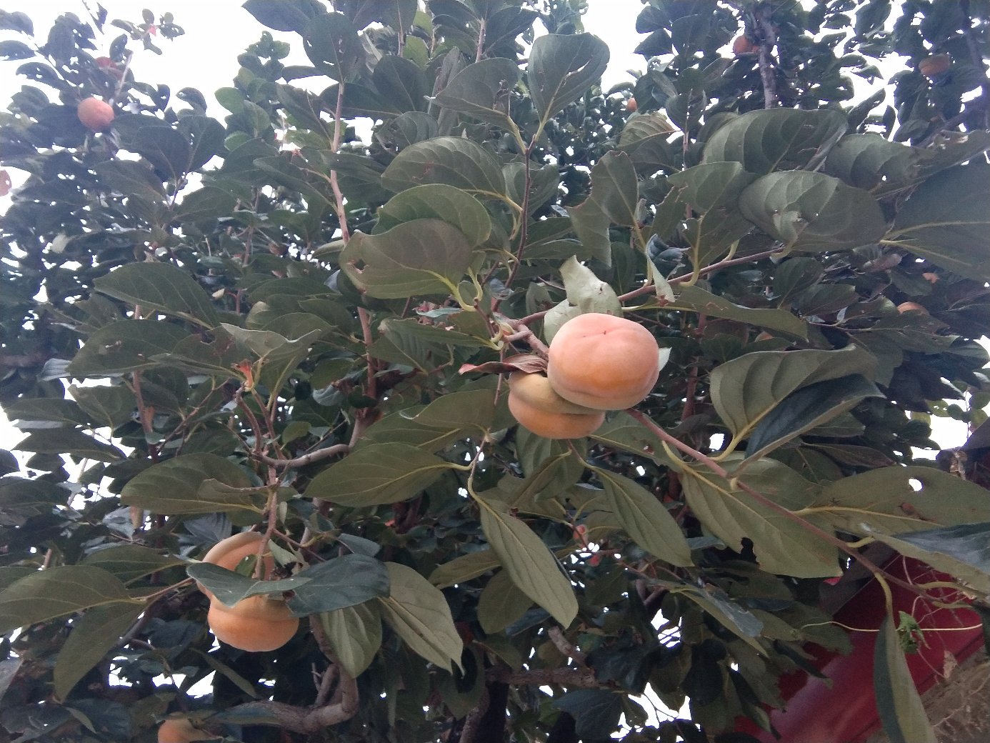 磨盘柿种植园的秋季景象,展示成片成熟的柿子树与橙红色果实 磨盘柿果园