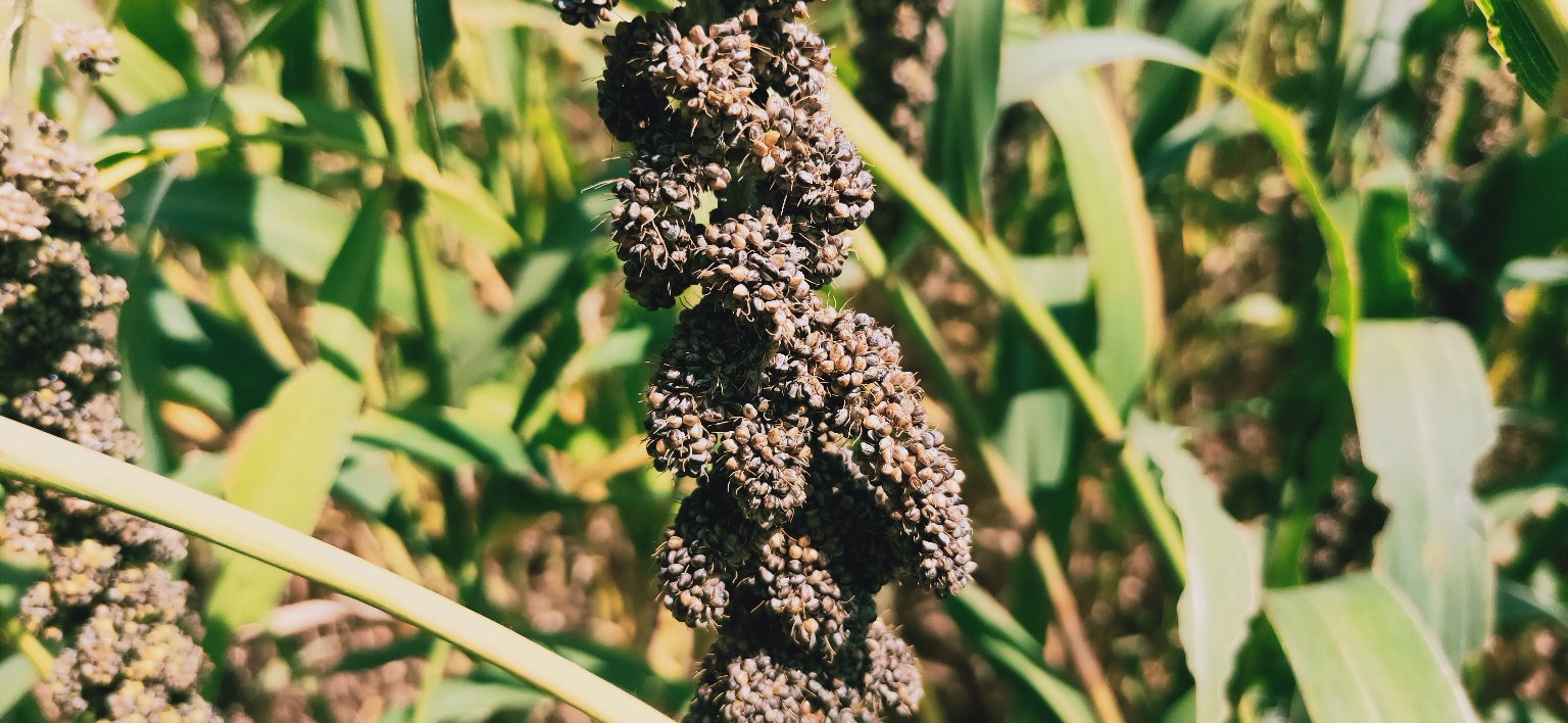 小米植株成熟期