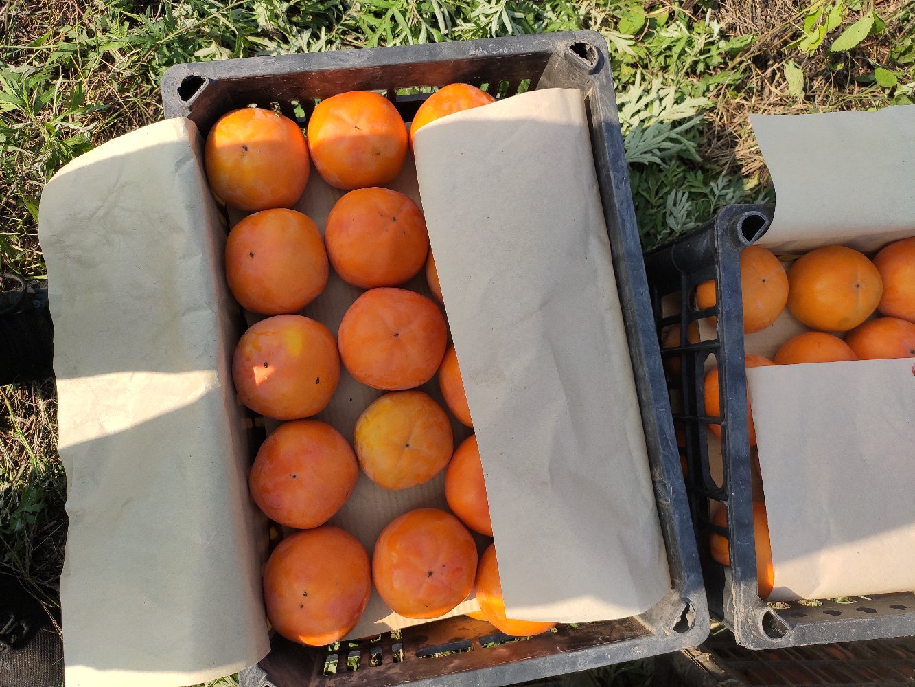 农户采摘甜柿场景