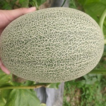 西州蜜25