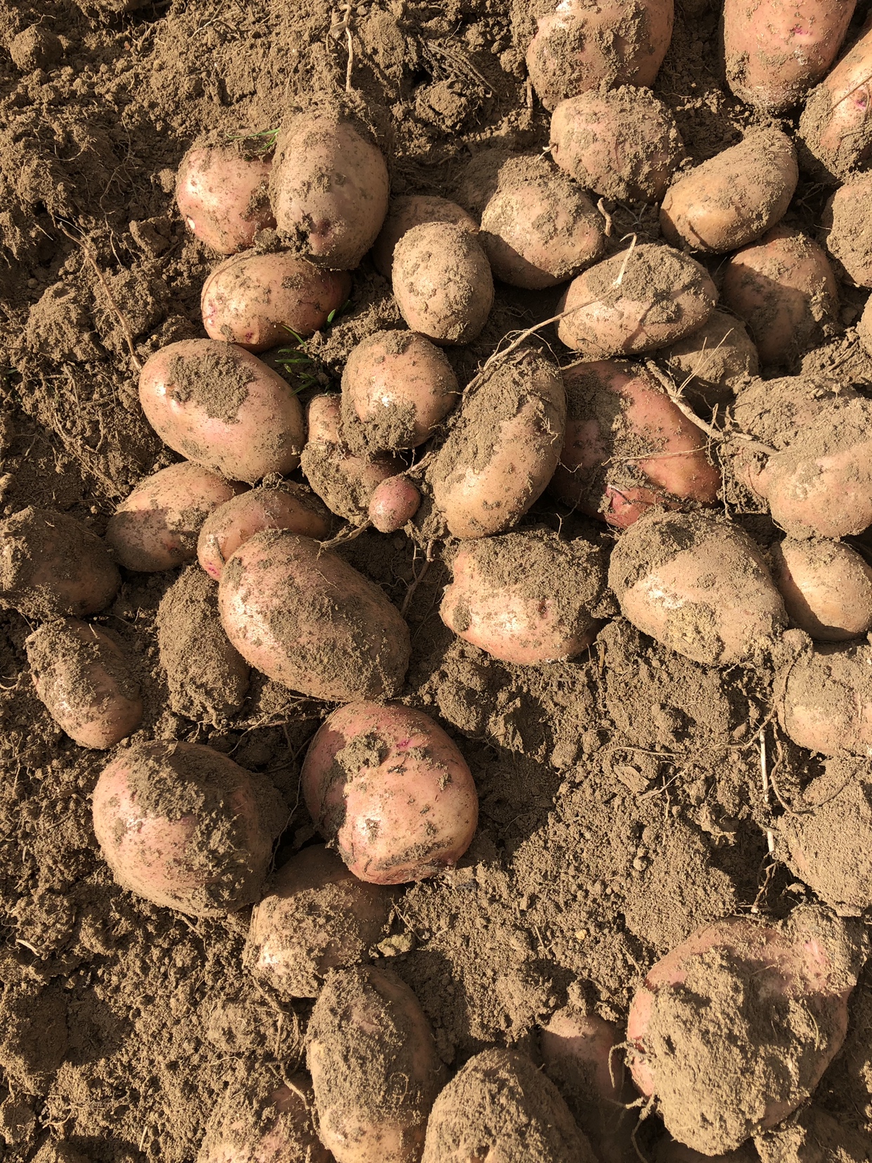 1242_1656竖版 竖屏