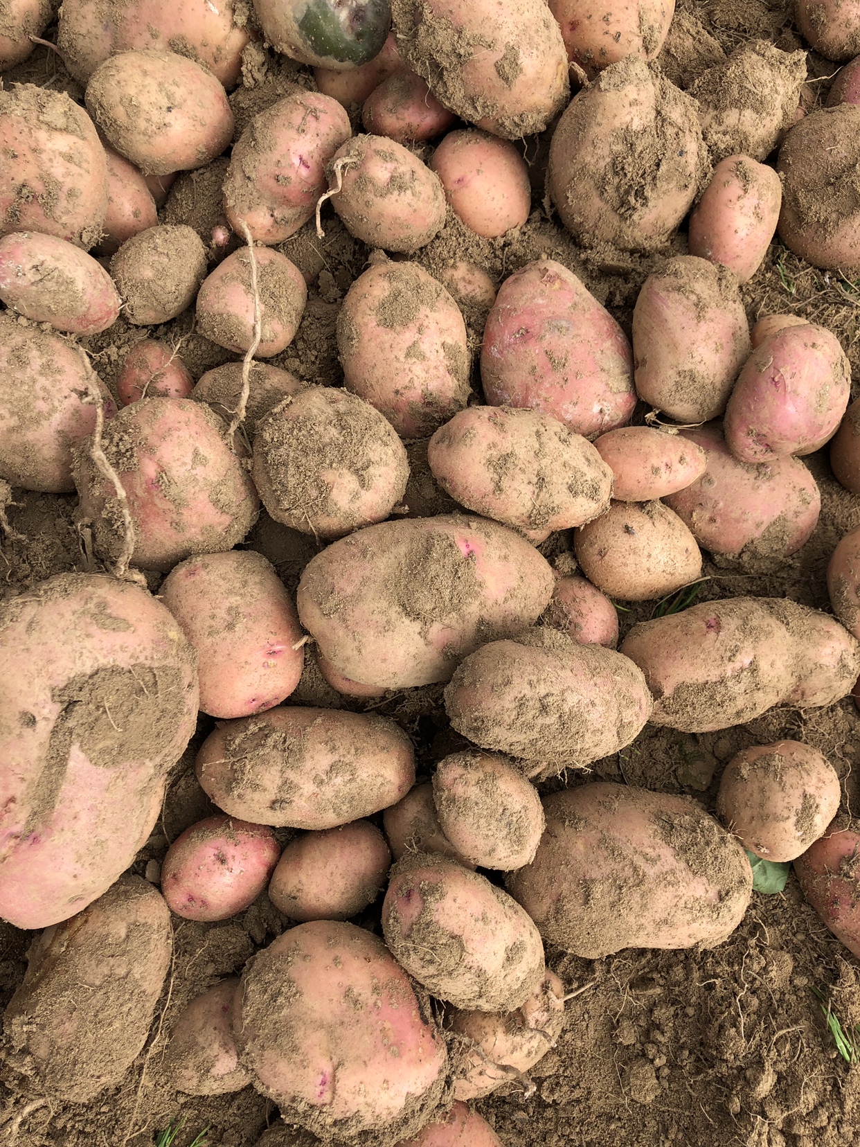 1242_1656竖版 竖屏