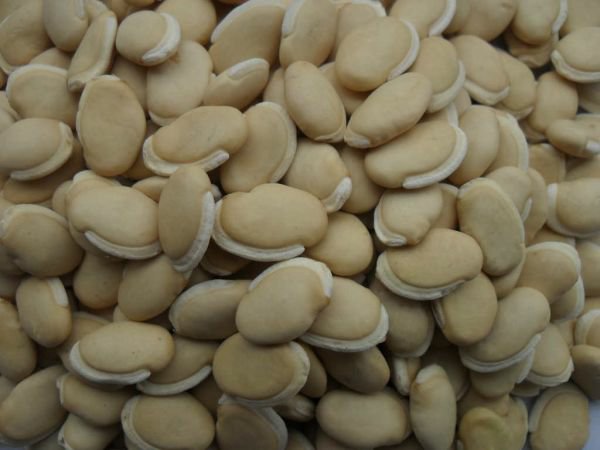 白扁豆与黄豆对比图