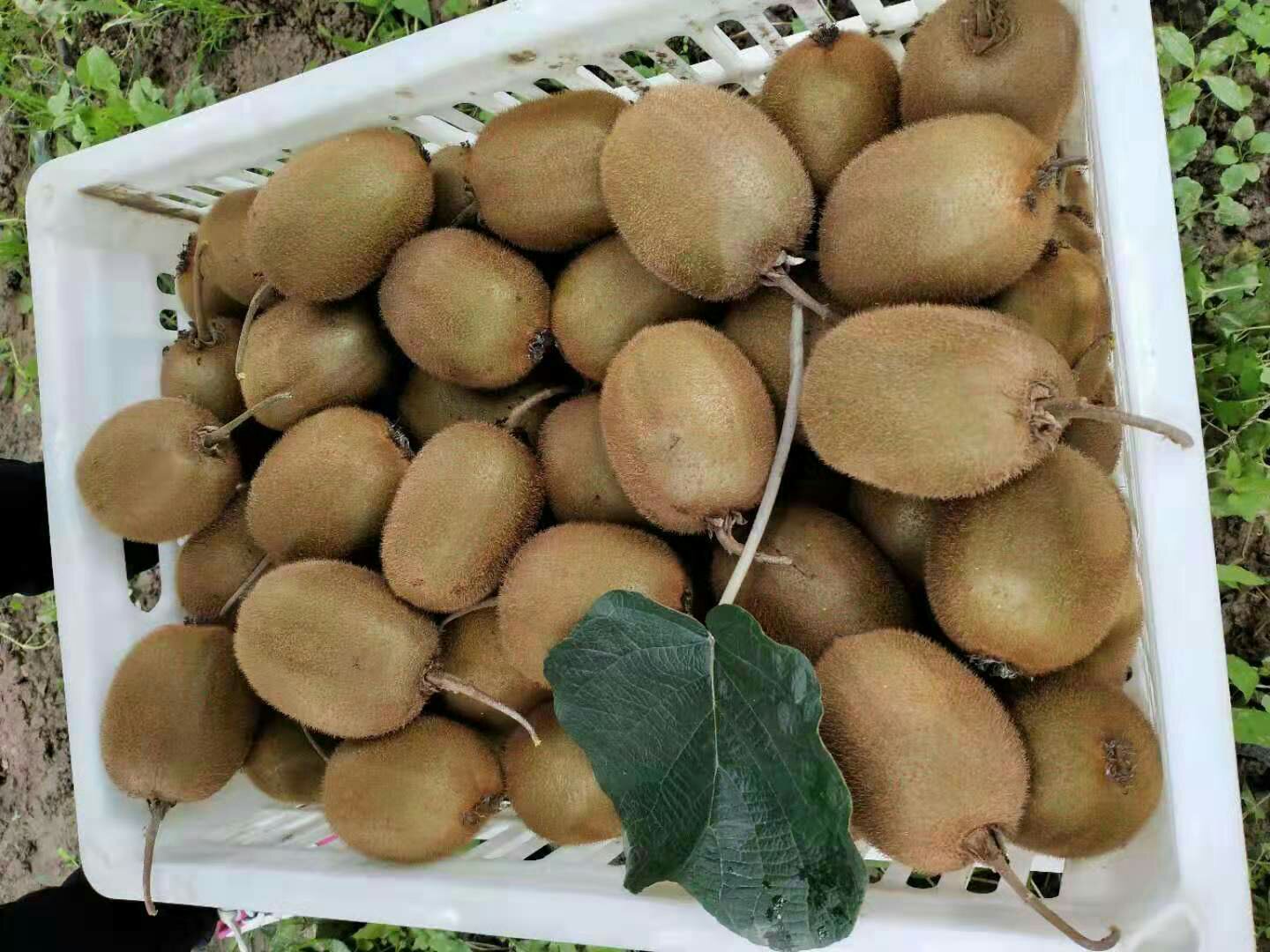 成熟采摘的意大利海沃德猕猴桃特写