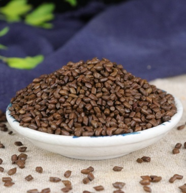 决明子草决明决明子茶无硫净货保正品批发零售中药材