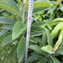 嫁接大五星枇杷树，金煌芒，油茶苗