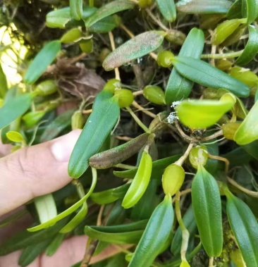 [石橄榄批发]石橄榄价格30.00元/斤 - 一亩田