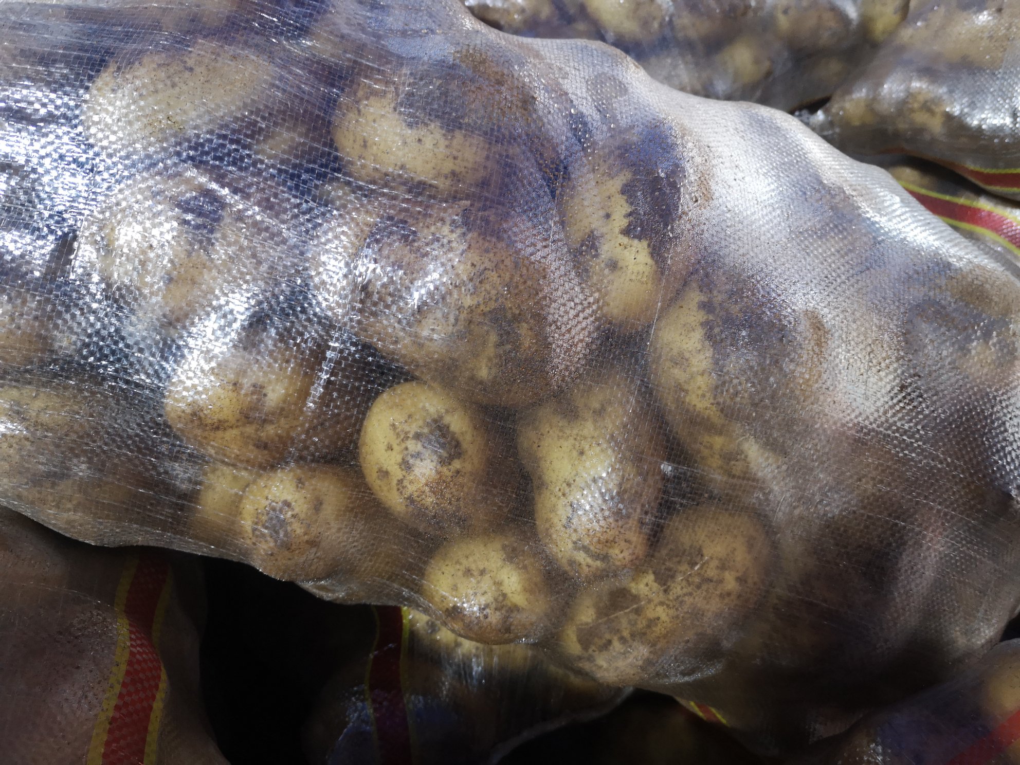 显微镜下观察到的完整土豆细胞壁结构,显示由纤维素构成的网状骨架,内部包裹着淀粉颗粒,呈现出典型的植物储藏组织特征 微观视角下的土豆细胞结构