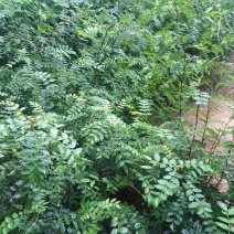 大红袍花椒苗大量出售
