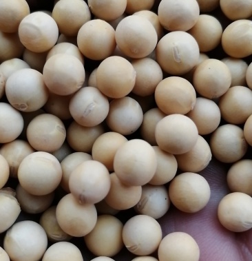 东北黄豆特大粒东北黄豆大粒