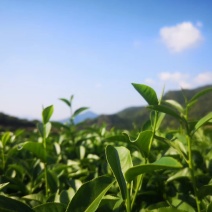 茶叶自家茶山有接受定制自带工艺