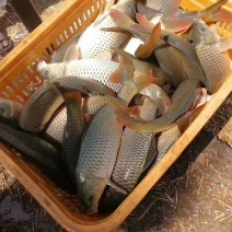 一斤左右的小鲤鱼，保质保量！！！！！！！