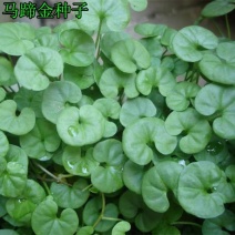 白三叶草种子红三叶草种子进口草籽四季青草坪种子牧草种子花